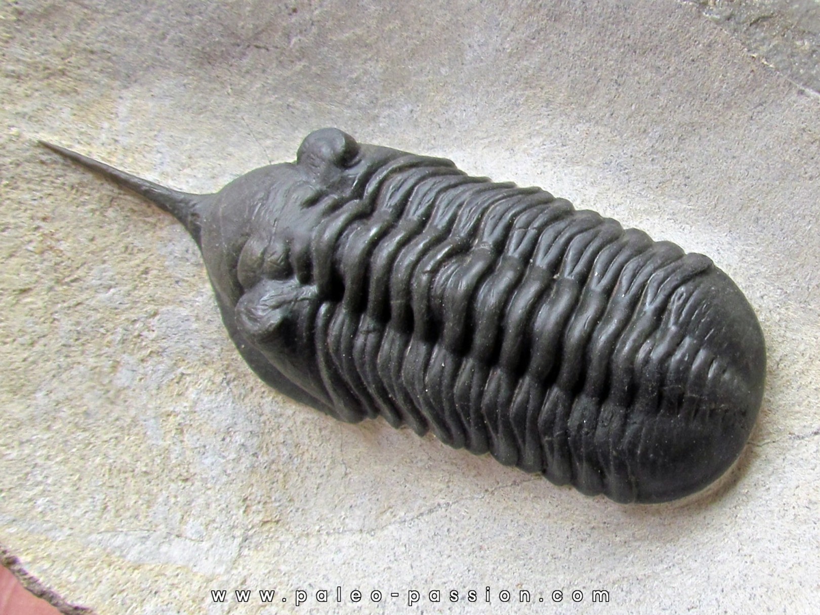 Morocconites Malladoides Morocconites Malladoides