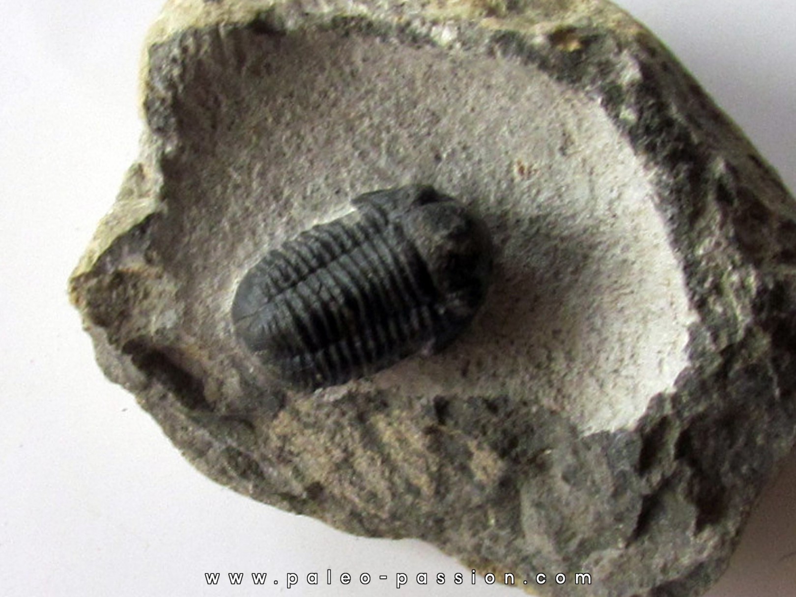 Gerastos Lessensis  (1) Gerastos Lessensis  (1)