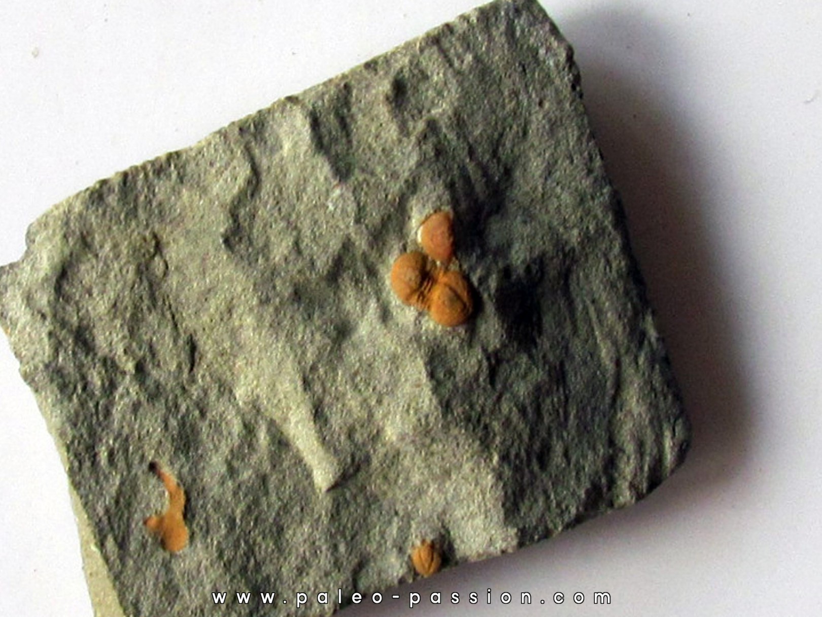 Morocconus notabilis (2) Morocconus notabilis (2)