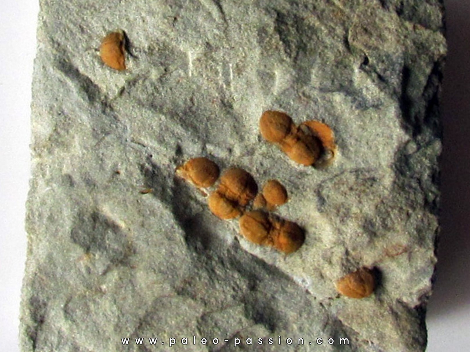 Morocconus notabilis (3) Morocconus notabilis (3)