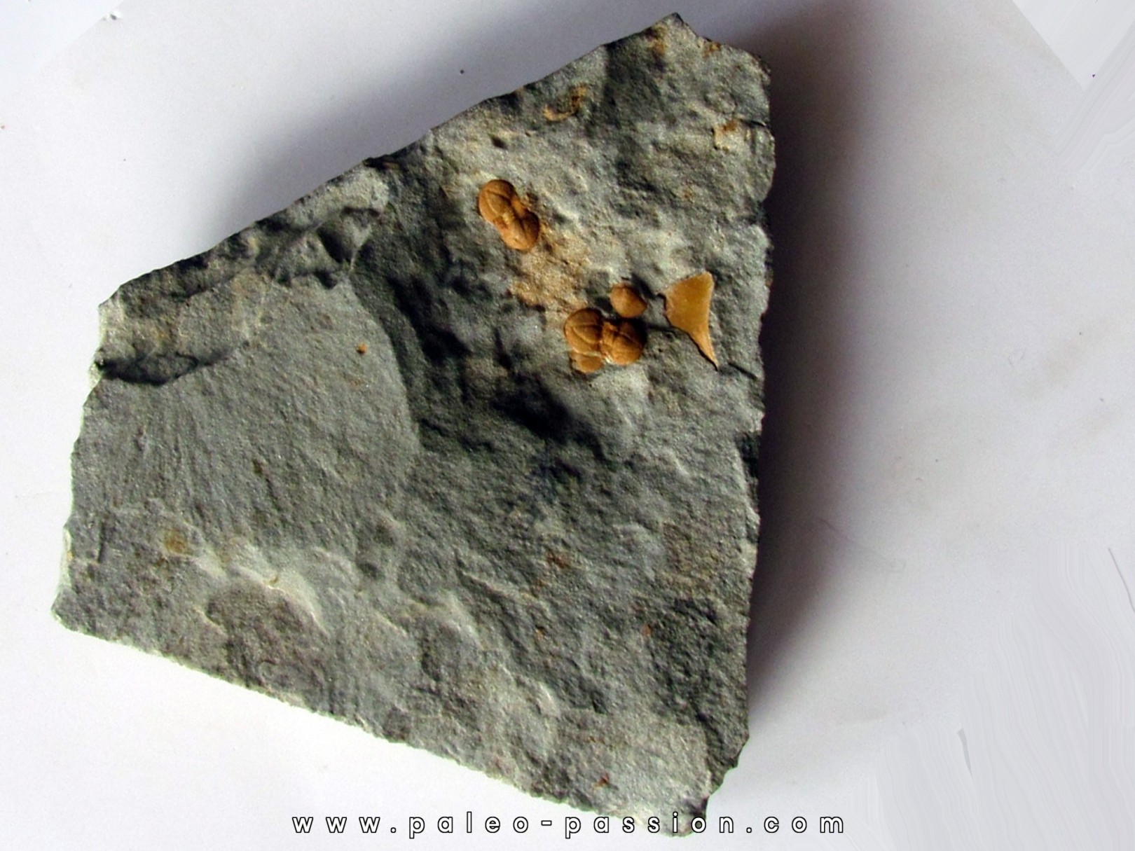 Morocconus notabilis (4) Morocconus notabilis (4)