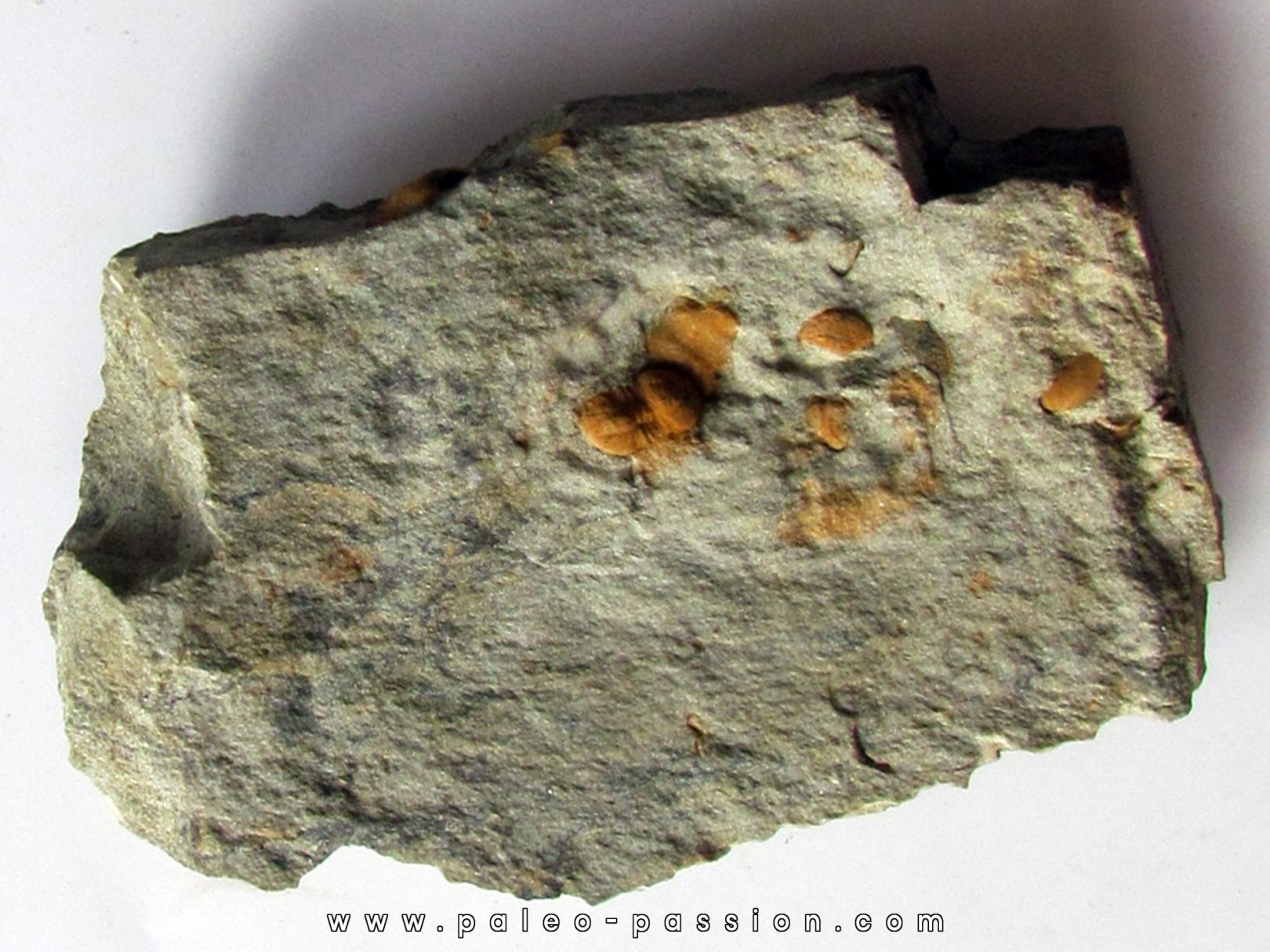 Morocconus notabilis (5) Morocconus notabilis (5)