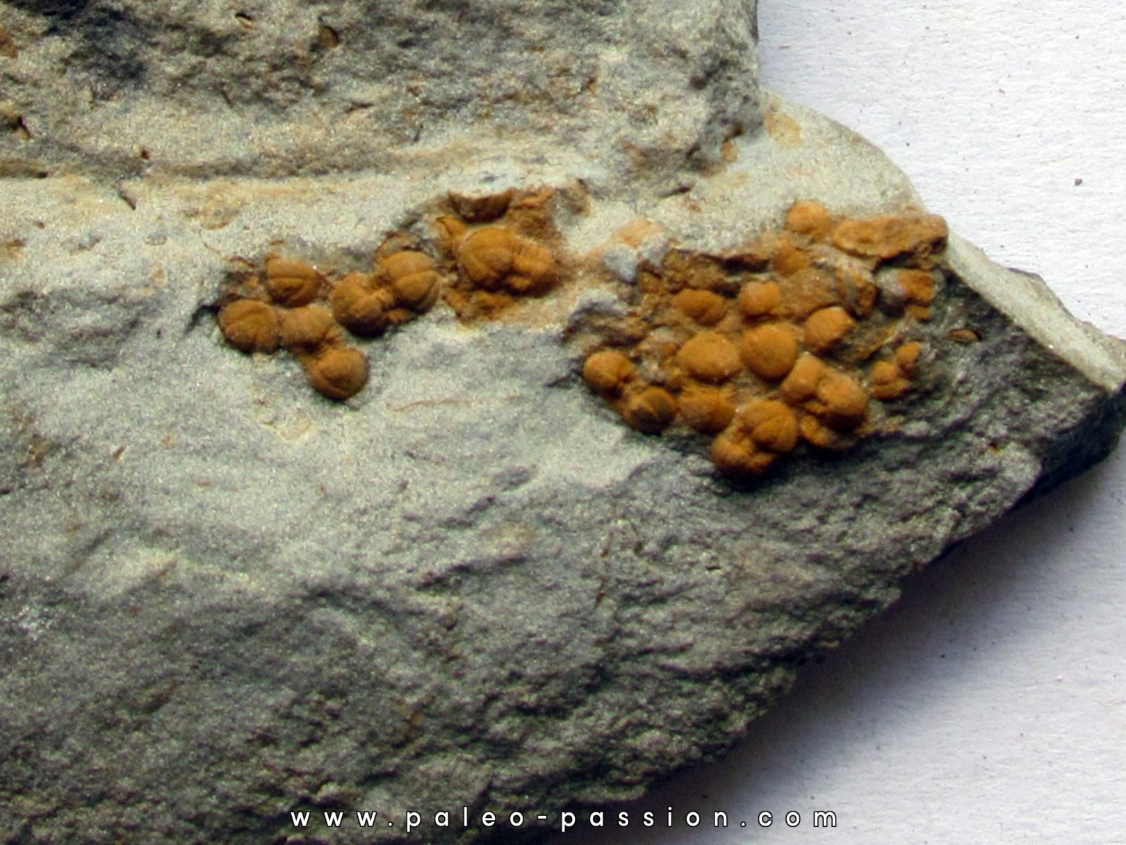 Morocconus notabilis (7) Morocconus notabilis (7)