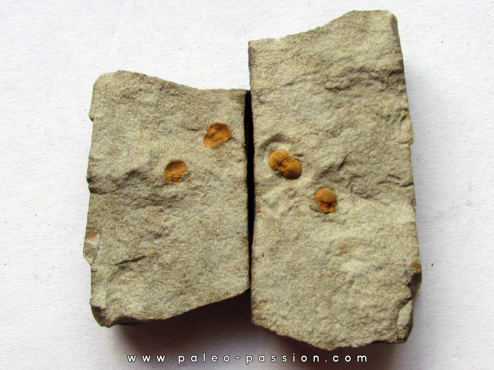 Morocconus notabilis (8) Morocconus notabilis (8)