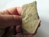 Amecephalus Packi  (3) Amecephalus Packi  (3)
