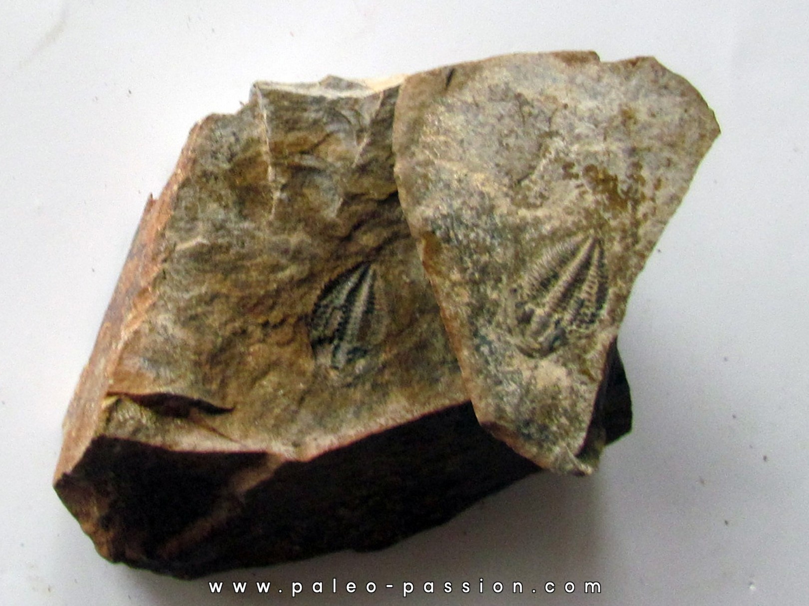 Amecephalus Packi  (4) Amecephalus Packi  (4)