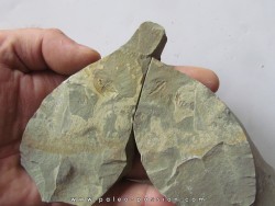 Olenellus Chiefensis  (1)