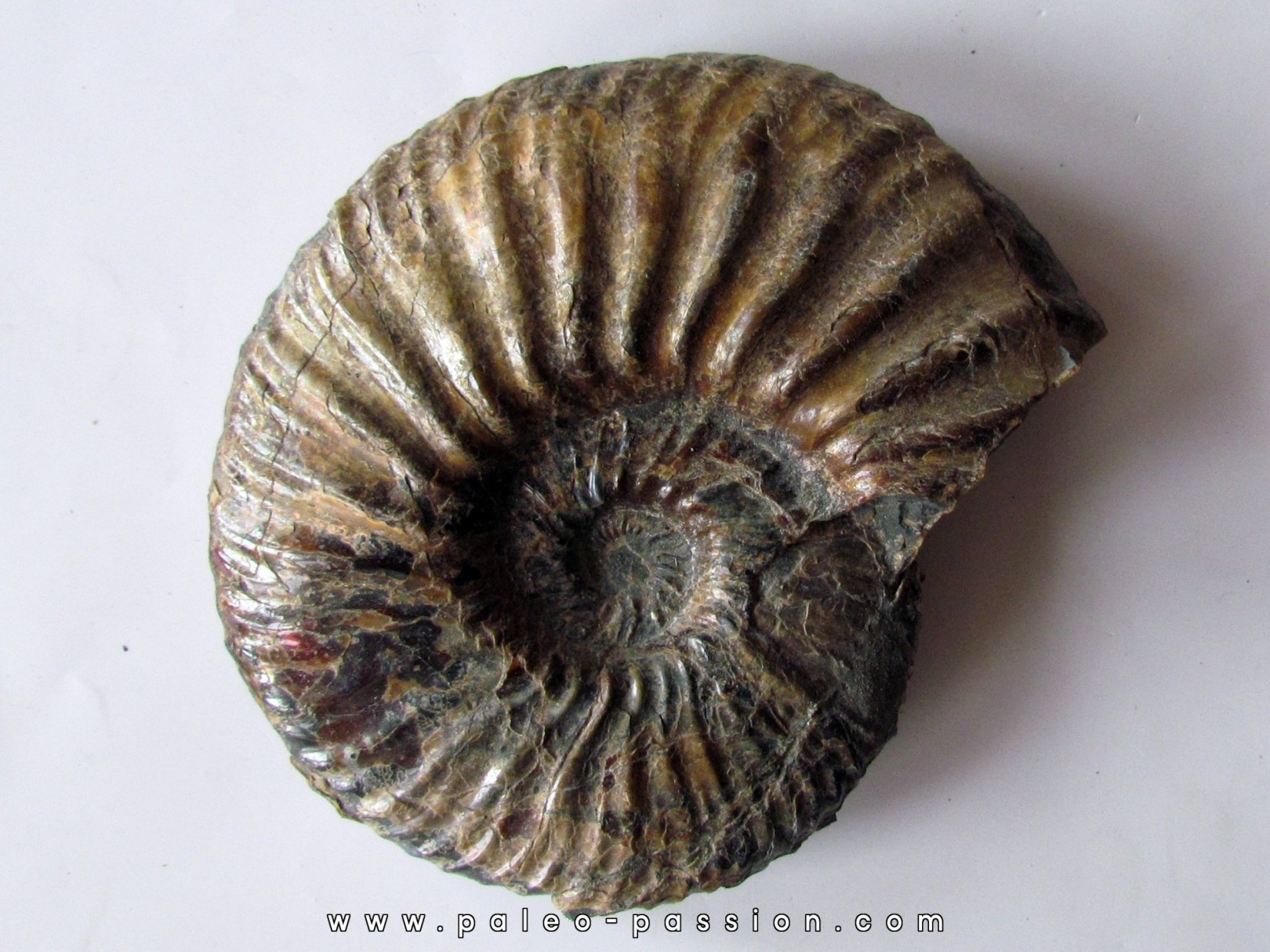 Deshayesites deshaysii Deshayesites deshaysii