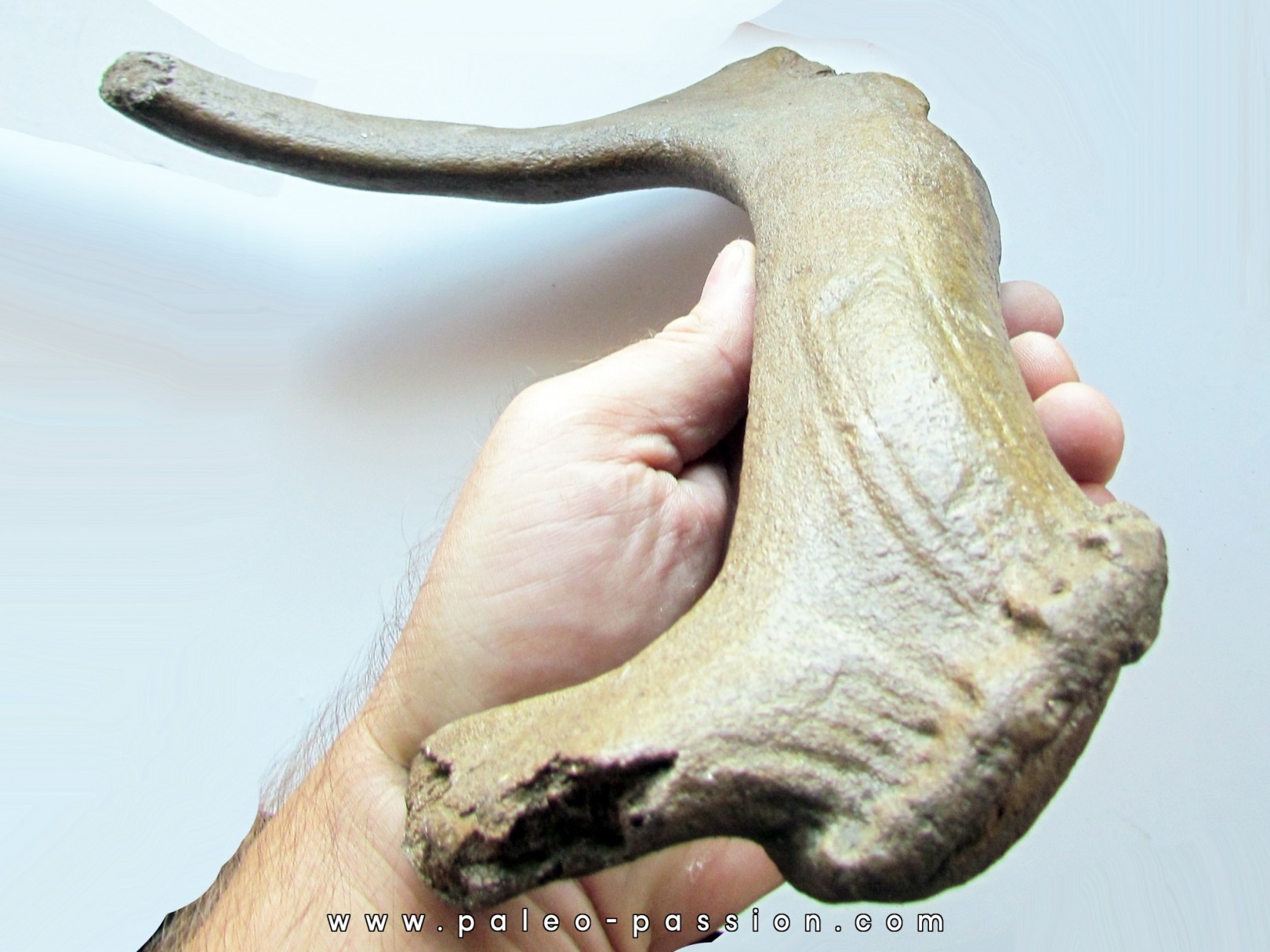 Megaloceros giganteus