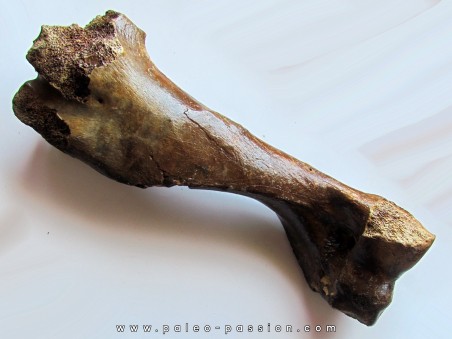 femur de cheval primitif : Equus sp.