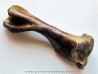femur Equus sp. (1) femur Equus sp. (1)