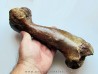 femur Equus sp. (1) femur Equus sp. (1)