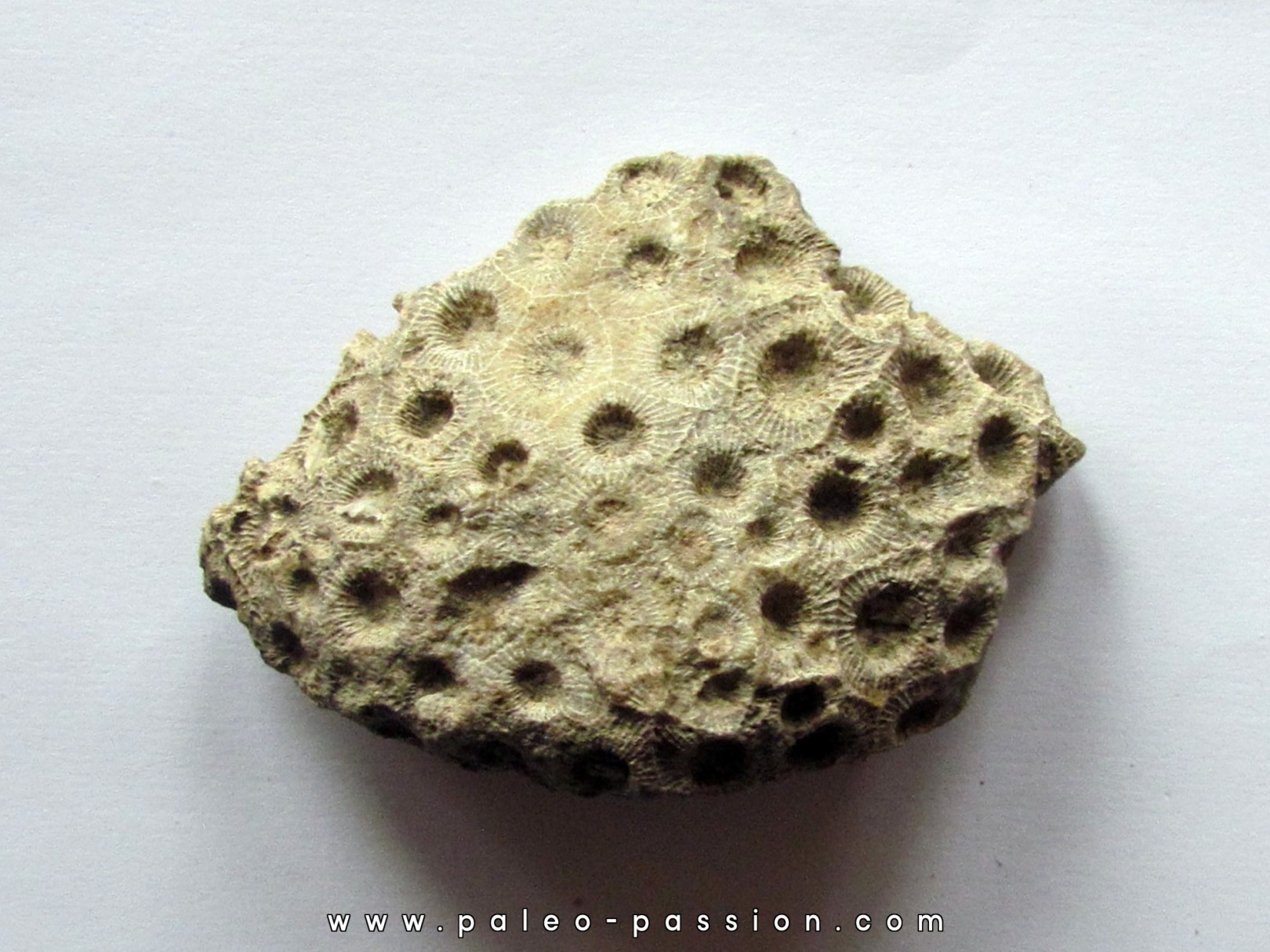 hexagomania davidsoni (1) hexagomania davidsoni (1)