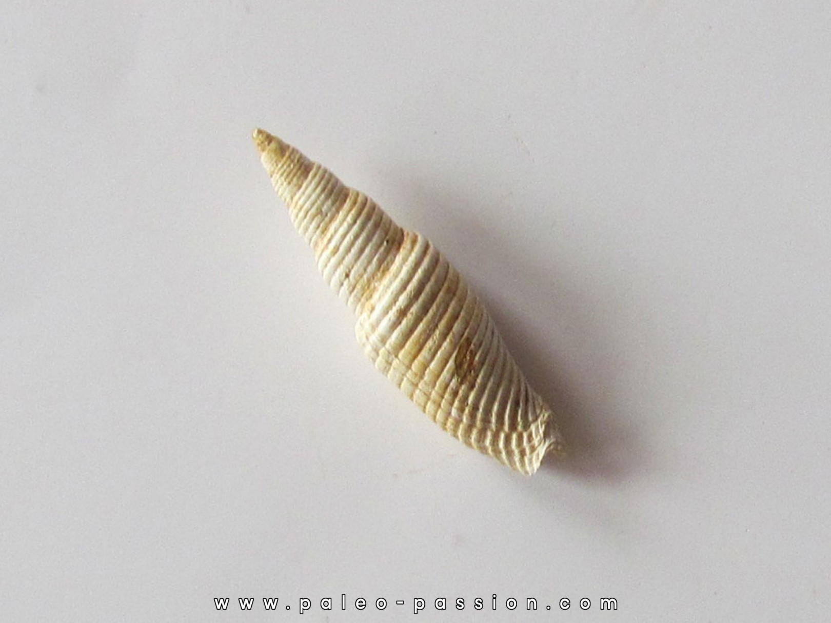 Mitra substriatula (1) Mitra substriatula (1)