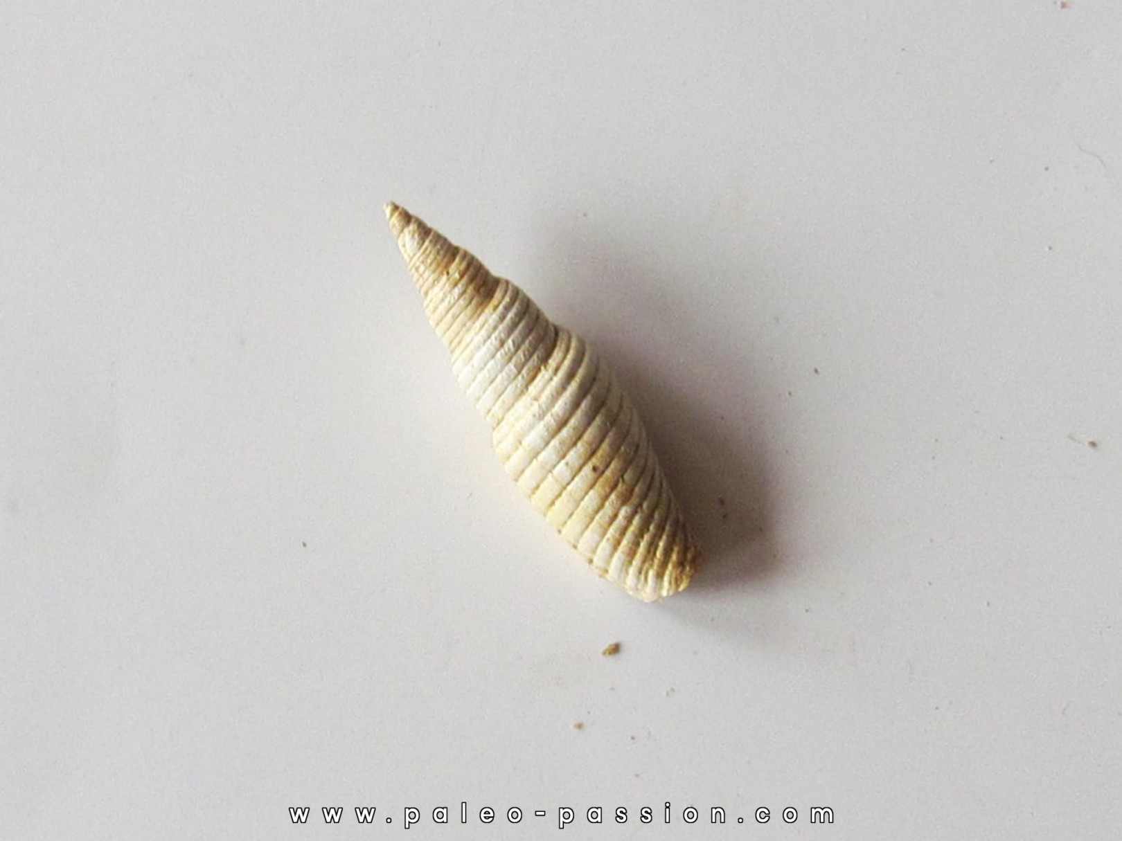 Mitra substriatula (2) Mitra substriatula (2)