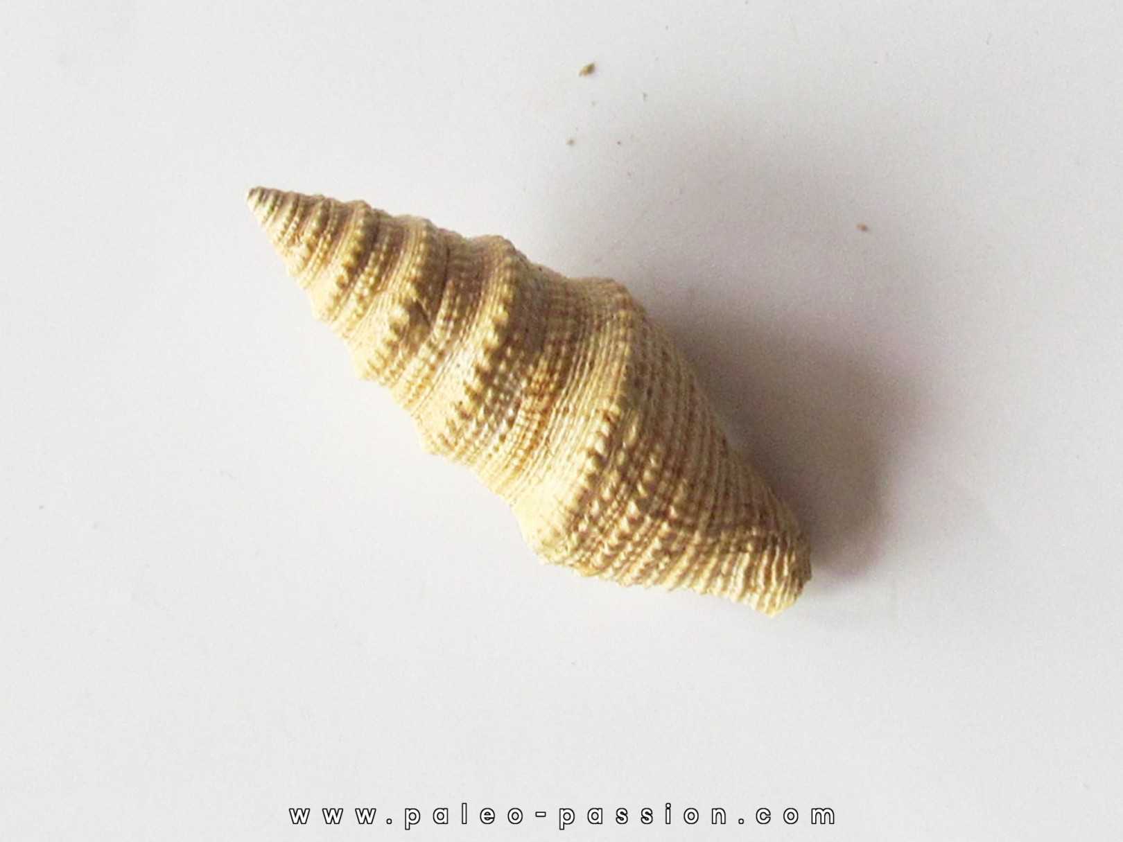 Bathytoma cataphracta dertogranosa (1) Bathytoma cataphracta dertogranosa (1)