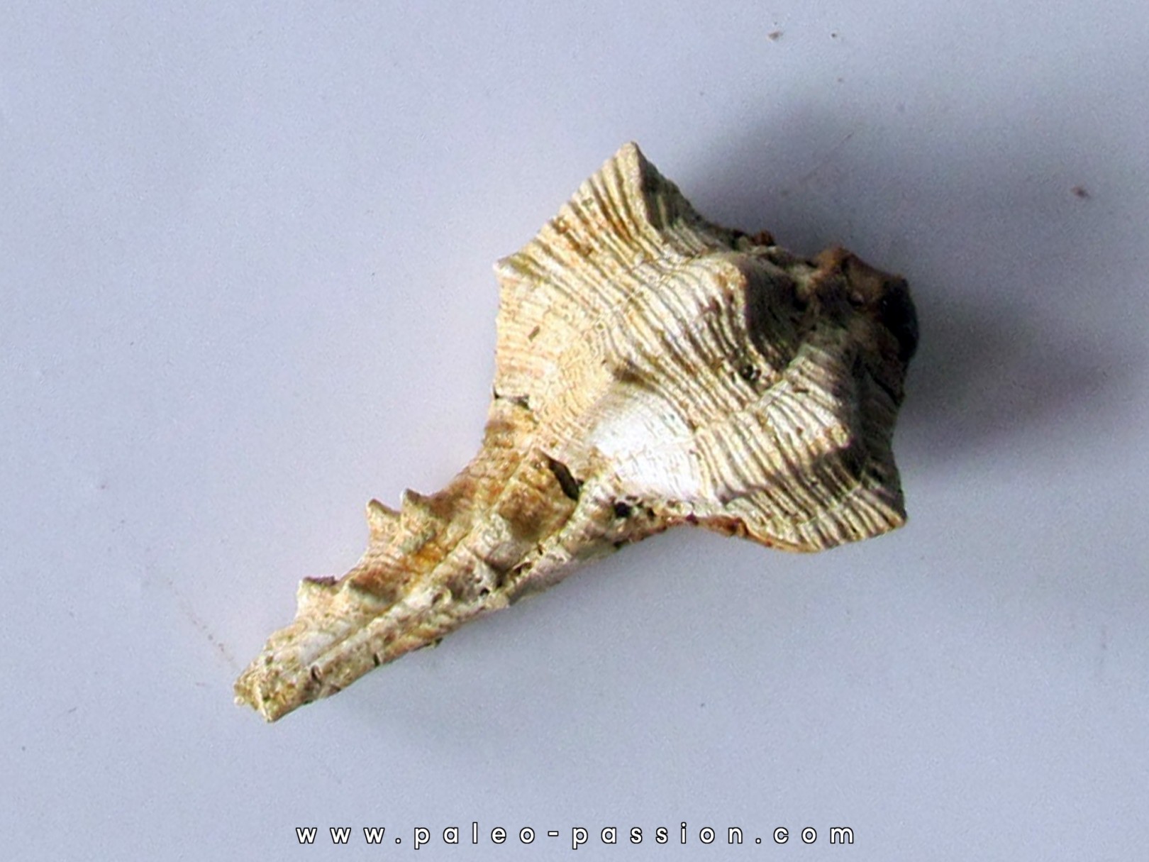 Murex Torularius (1) Murex Torularius (1)