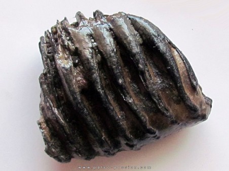 MAMMOTH TOOTH:  mammuthus primigenius (1)