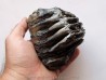 MAMMOTH TOOTH:  mammuthus primigenius (1)
