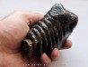 MAMMOTH TOOTH:  mammuthus primigenius (2)