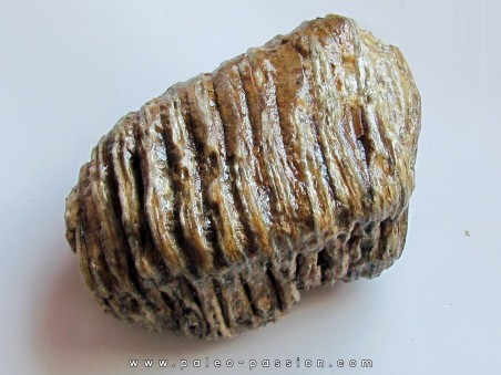 MAMMOTH TOOTH:  mammuthus primigenius (3)