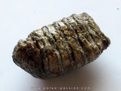 MAMMOTH TOOTH:  mammuthus primigenius (5)