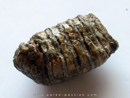 MAMMOTH TOOTH:  mammuthus primigenius (5)