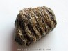 MAMMOTH TOOTH:  mammuthus primigenius (5)