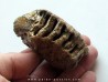 DENT DE MAMMOUTH:  mammuthus primigenius (5)