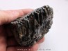 MAMMOTH TOOTH:  mammuthus primigenius (6)