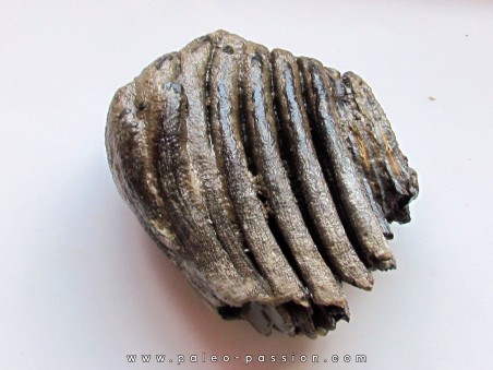 MAMMOTH TOOTH:  mammuthus primigenius (7)