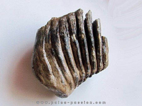 MAMMOTH TOOTH:  mammuthus primigenius (9)