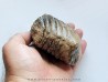 MAMMOTH TOOTH:  mammuthus primigenius (9)