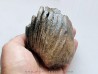 MAMMOTH TOOTH:  mammuthus primigenius (9)
