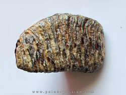 MAMMOTH TOOTH:  mammuthus primigenius (10)