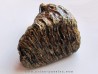 MAMMOTH TOOTH:  mammuthus primigenius (10)