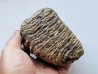 MAMMOTH TOOTH:  mammuthus primigenius (10)