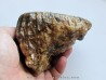 MAMMOTH TOOTH:  mammuthus primigenius (10)