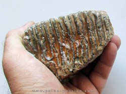 DENT DE MAMMOUTH:  mammuthus primigenius (11)