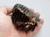 MAMMOTH TOOTH:  mammuthus primigenius (12)