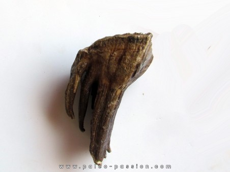 MAMMOTH TOOTH:  mammuthus primigenius (13)