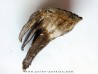 MAMMOTH TOOTH:  mammuthus primigenius (13)