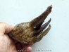 MAMMOTH TOOTH:  mammuthus primigenius (13)