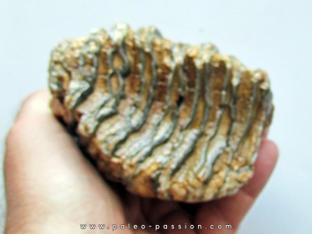 MAMMOTH TOOTH:  mammuthus primigenius (14)