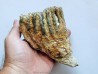 MAMMOTH TOOTH:  mammuthus primigenius (14)