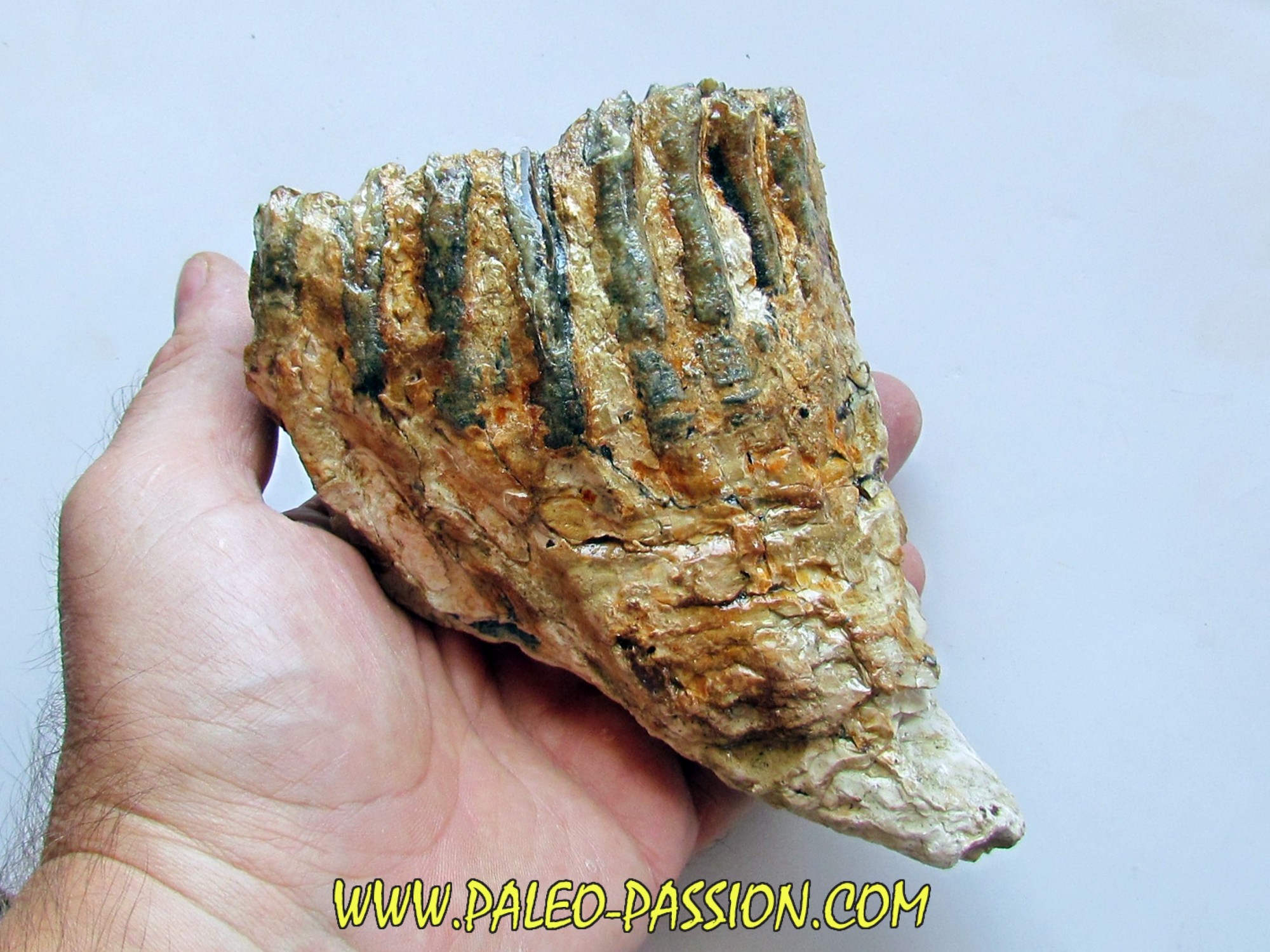 DENT DE MAMMOUTH mammuthus primigenius (14) PaleoPassion — free download