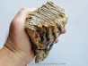 MAMMOTH TOOTH:  mammuthus primigenius (14)