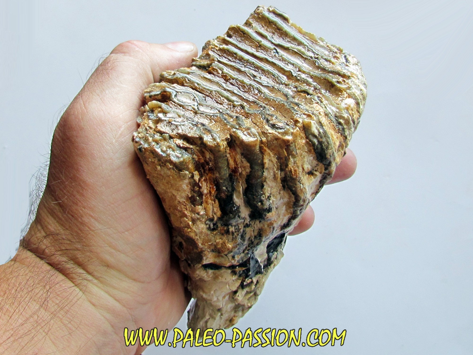 DENT DE MAMMOUTH mammuthus primigenius (14) PaleoPassion