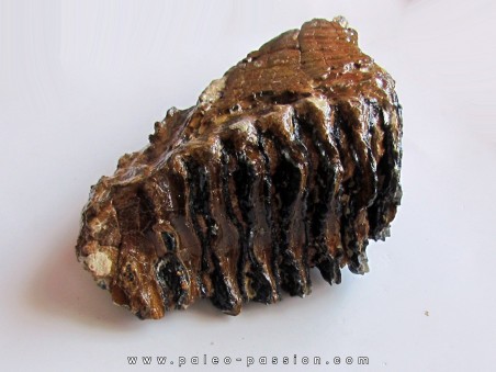 MAMMOTH TOOTH:  mammuthus primigenius (15)