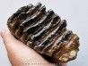 MAMMOTH TOOTH:  mammuthus primigenius (15)